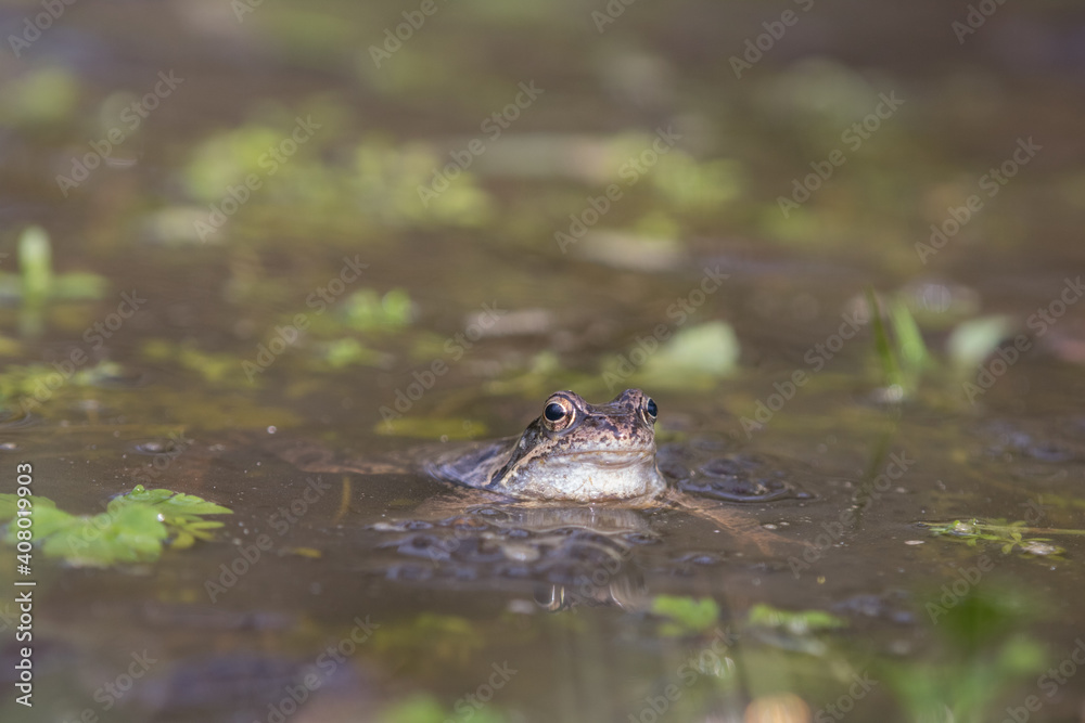 Common frog,toad,rana temporaria in pond with eggs Common frog,toad,rana temporaria in pond with eggs