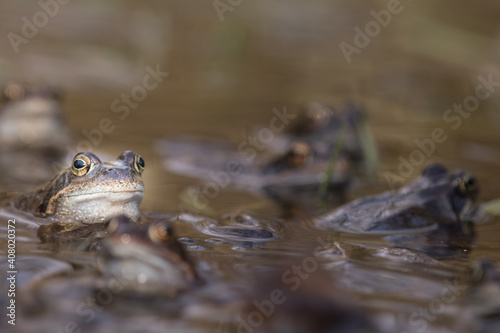 Common frog,toad,rana temporaria in pond with eggs