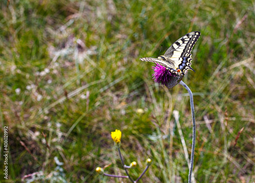 Old world swallowtail butterfly on the jurinea mollis flower