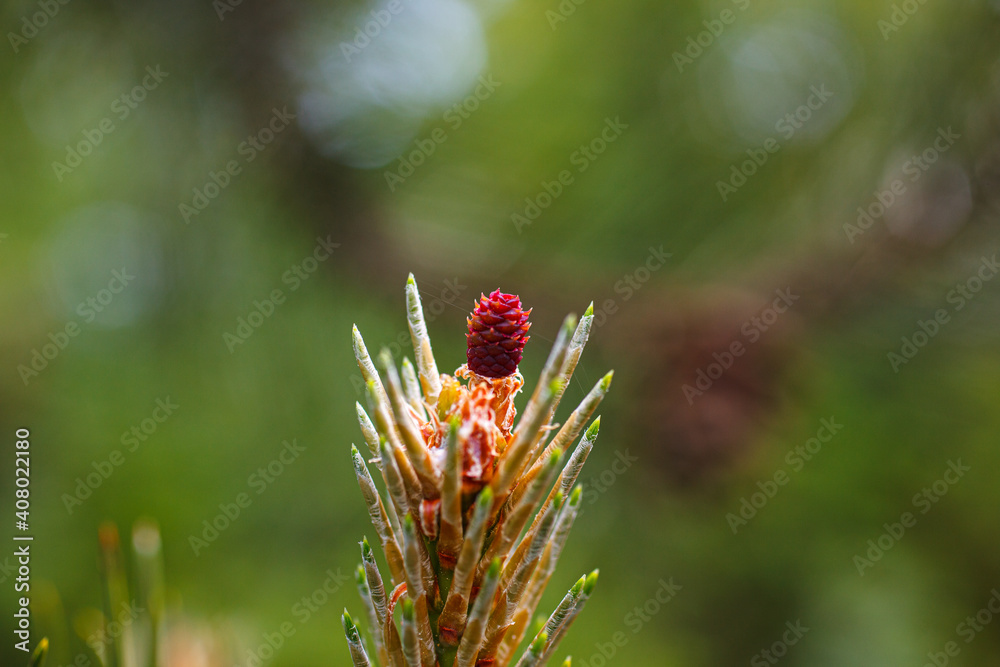 Female flower of the black pine or Austria pine Female flower of the black pine or Austria pine