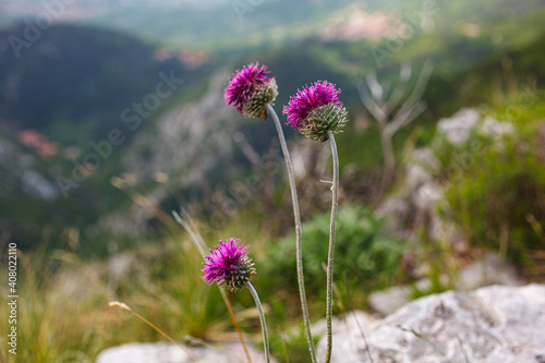 Fotografia The Jurinea mollis flower in Italian called cardo del Carso