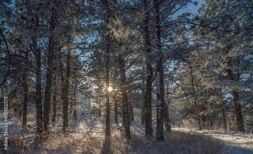 Snowy daylight in the colorado forest