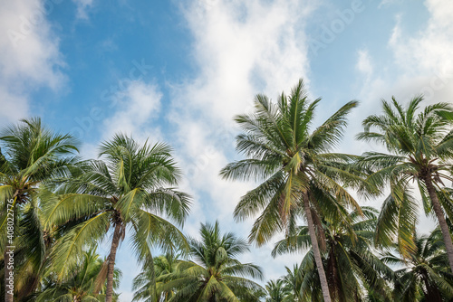 Fototapeta Naklejka Na Ścianę i Meble -  Beautiful seaside coconut palm tree forest in sunshine day clear sky background. Travel tropical summer beach holiday vacation or save the earth, nature environmental concept.