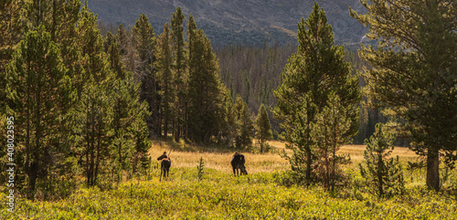 Moose grazing in Rocky Mountain National Park