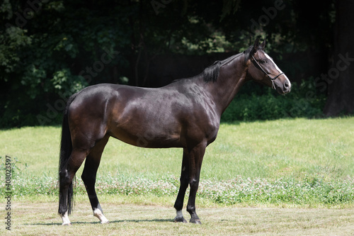 Chestnut horse with a long white mane stands on natural summer background, profile side view, exterior 