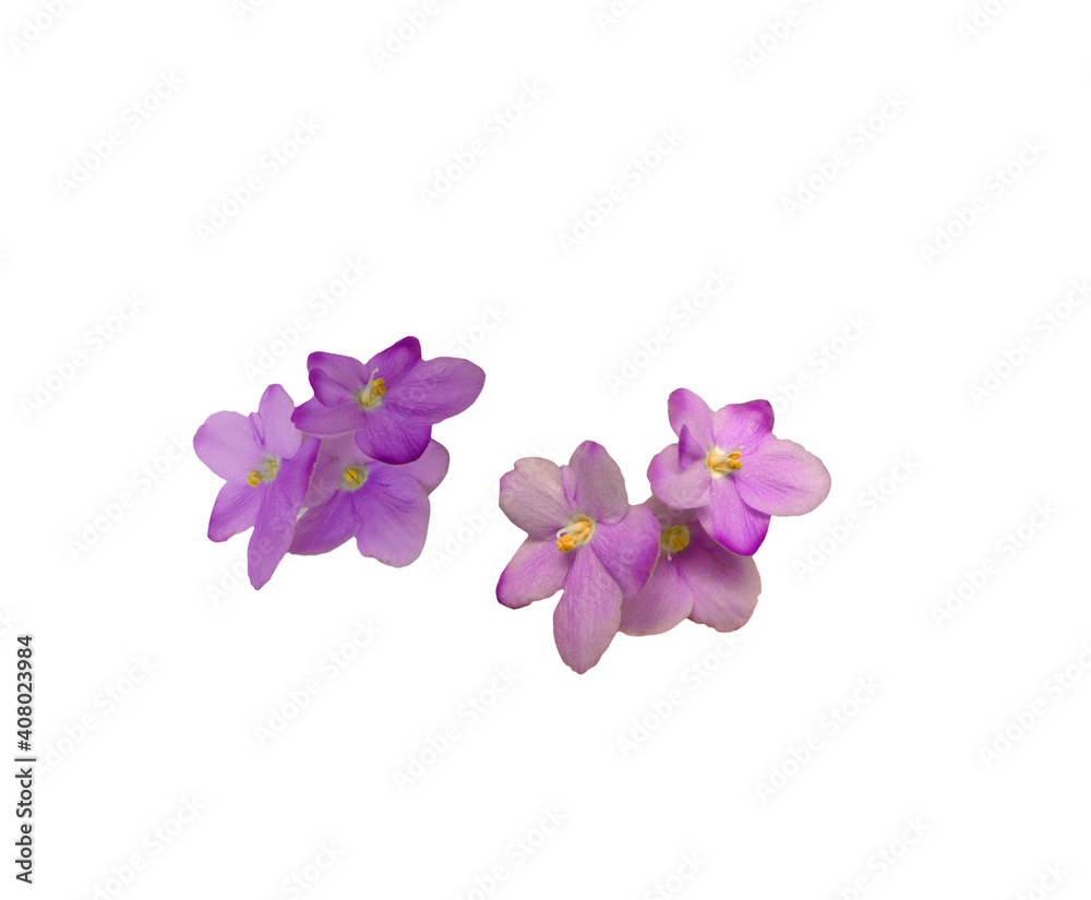 Violet flowers pair isolated on white background Violet flowers pair isolated on white background