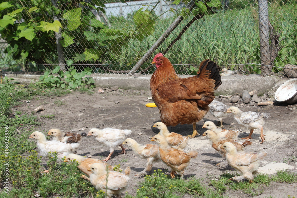 
Ukraine Ivano-Frankivsk region hen chickens mother village summer family farm farming 