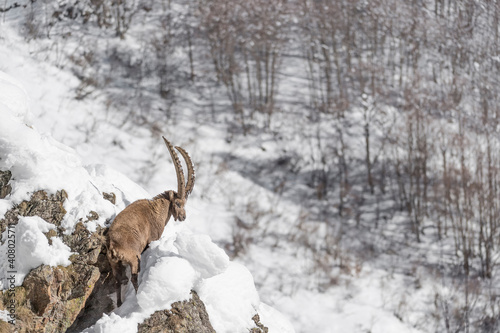 Alps landscape with the King (Capra ibex) © manuel