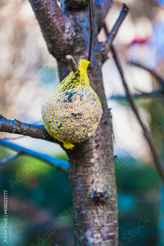 A selective focusshot of tit dumplings hanging on a tree photo