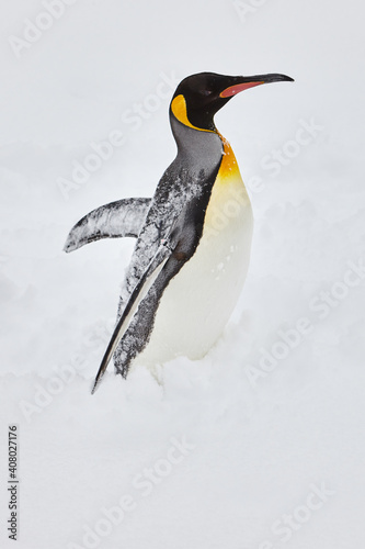 Penguin in Hokkaido Japan 