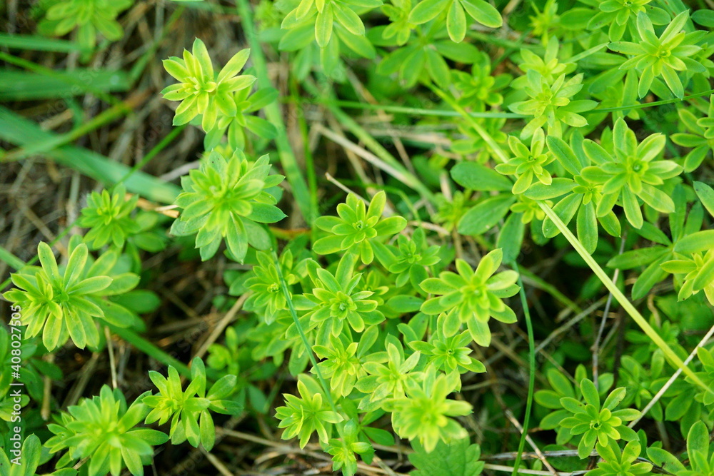 Macro photography with selective focus and top view of tiny green plants at wild meadow Macro photography with selective focus and top view of tiny green plants at wild meadow