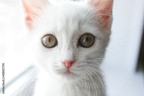 portrait of a cat with eyes