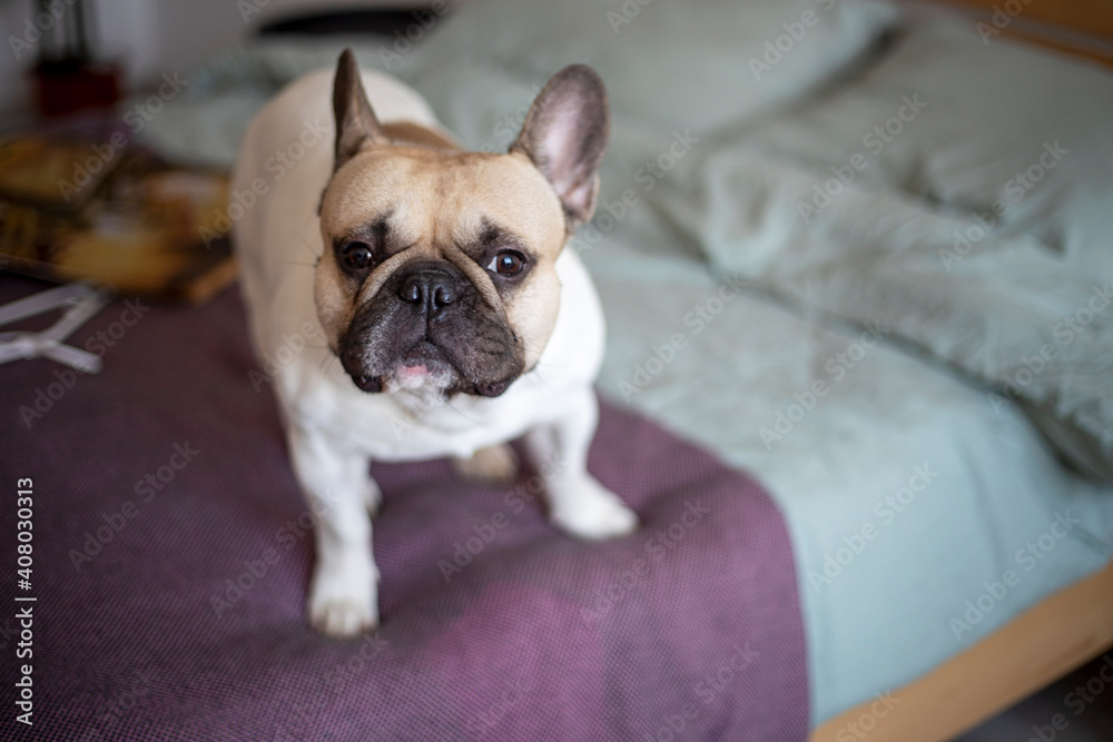 cute french bulldog begs for a treat on the bed horizontal