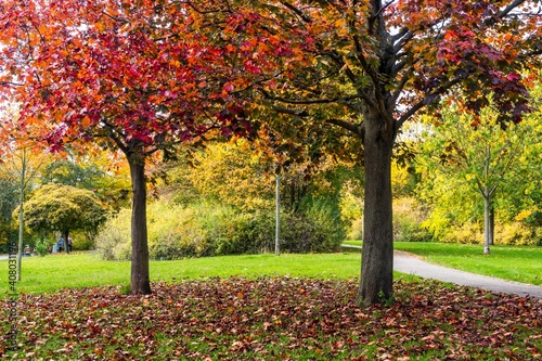 Autumn in the park, multicolored trees foliage, fallen leaves on green grass