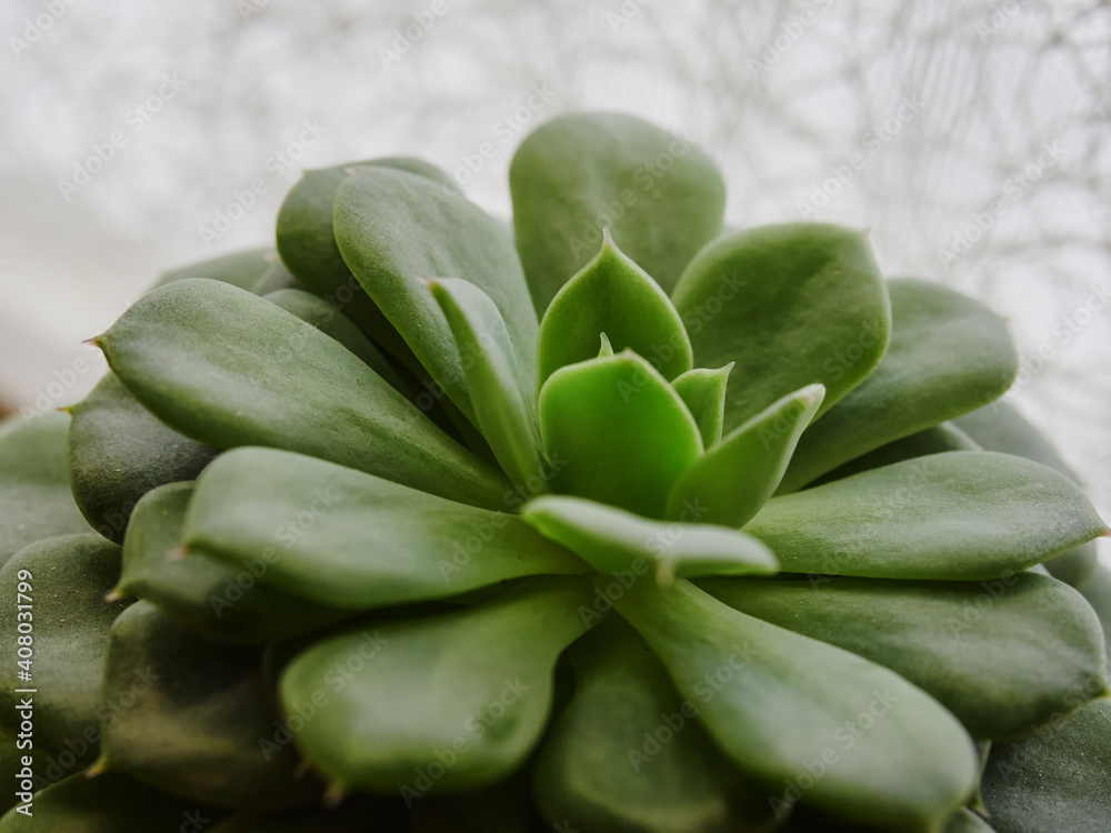 cactus, succulent, botany, botanical, beautiful, flower, life, grow, open, wild, no people, rose, cultivate, discovery, outdoor, spiral, art, spring background, summer, nature, plant, green, natural, cactus, succulent, botany, botanical, beautiful, flower, life, grow, open, wild, no people, rose, cultivate, discovery, outdoor, spiral, art, spring background, summer, nature, plant, green, natural,