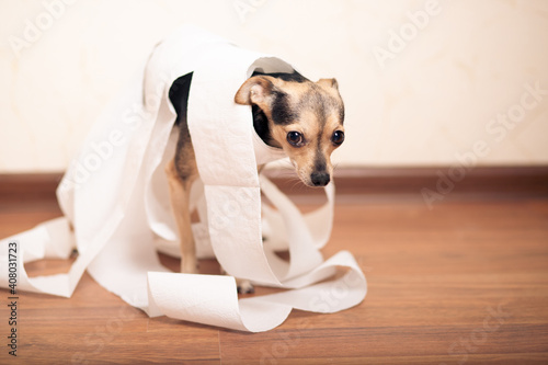 Photography Digestive problems in dogs, small terrier in a pile of paper