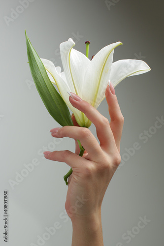 Women's hands with a beautiful manicure holds the flower on a gray background. High quality photo