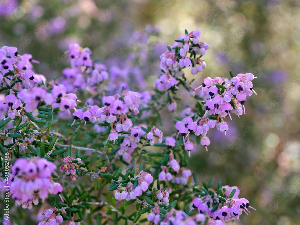 ジャノメエリカ1