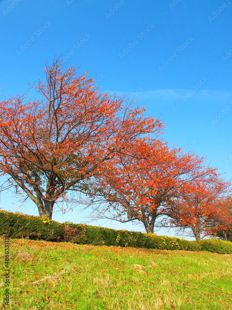 江戸川土手の紅葉の桜と青空 江戸川土手の紅葉の桜と青空