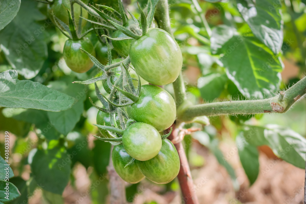 Young green tomatoes hanging on a branch in a rustic greenhouse. Natural gardening without chemicals Young green tomatoes hanging on a branch in a rustic greenhouse. Natural gardening without chemicals