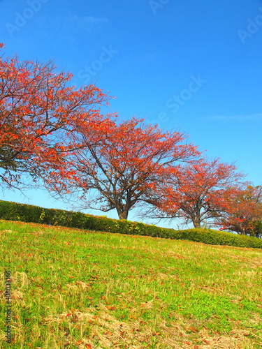 江戸川土手の紅葉の桜と青空