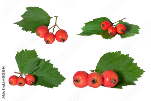 Twigs of Hawthorn berries isolated on white background. Full depth of field. With clipping path