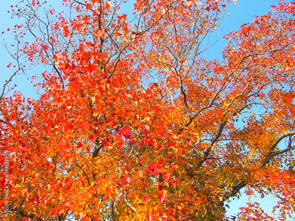 紅葉のナンキンハゼの木