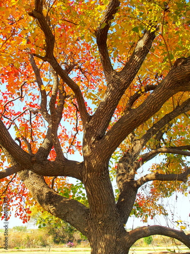 河川敷の紅葉のナンキンハゼの木