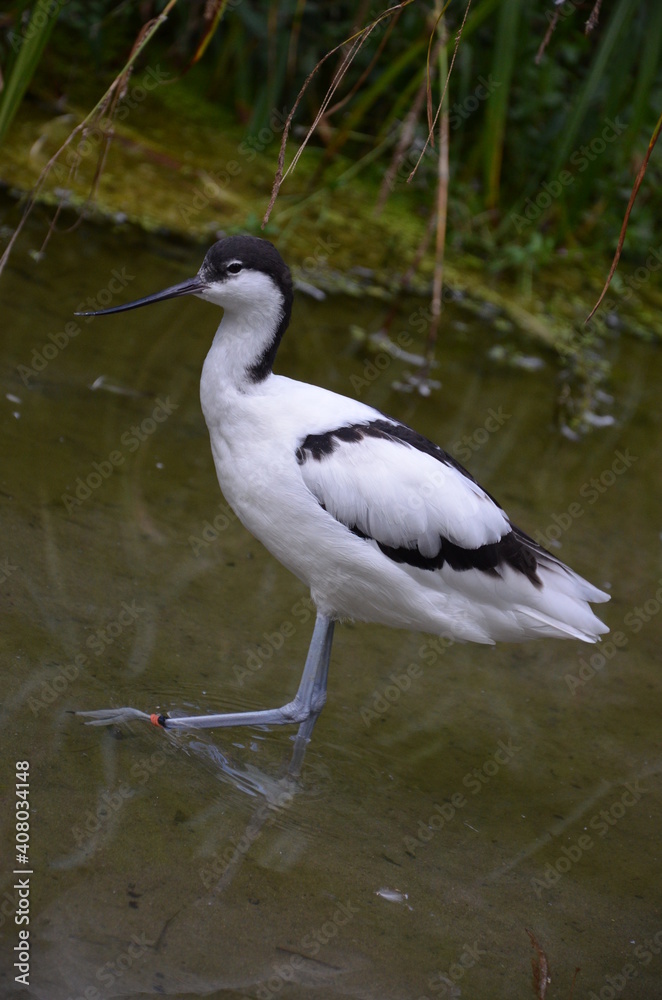 Pied avocet ( Recurvirostra avosetta ) in Frankfurt zoo Pied avocet ( Recurvirostra avosetta ) in Frankfurt zoo