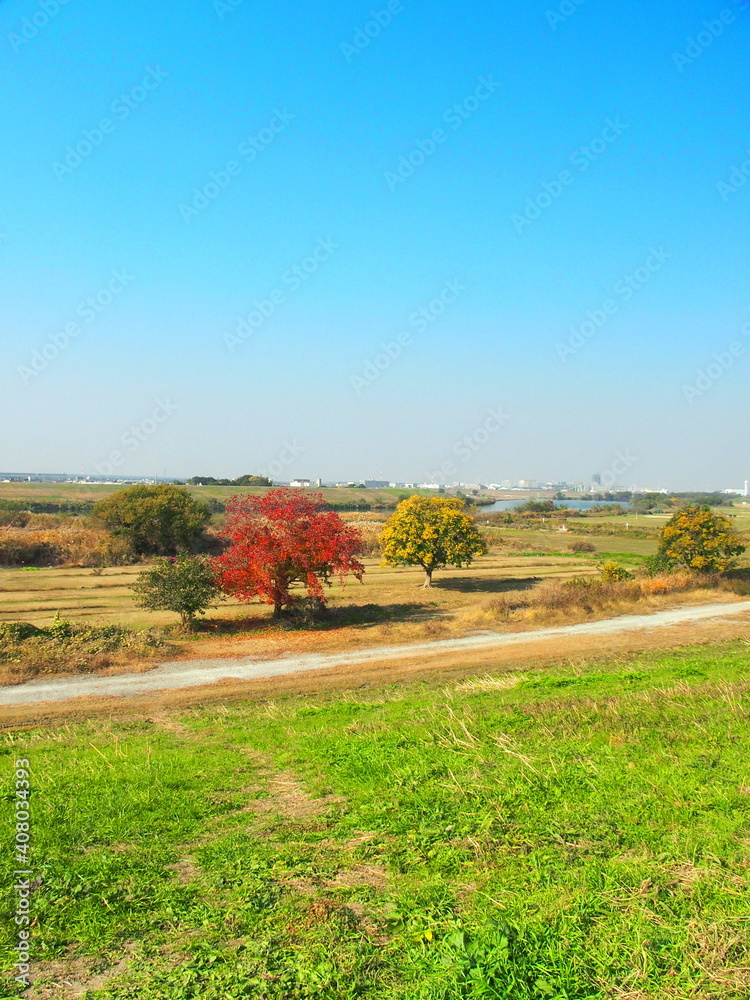 Fototapeta premium 紅葉のナンキンハゼのある晩秋の江戸川河川敷風景