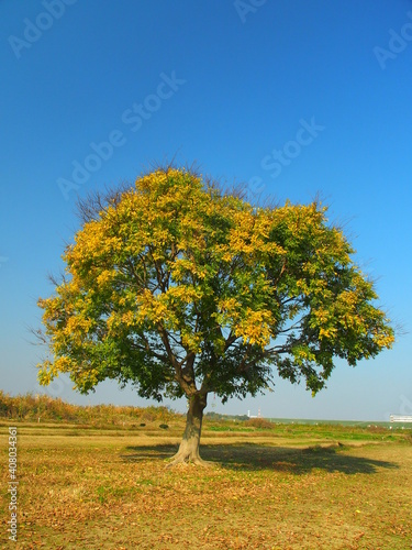 秋の江戸川河川敷の大木と青空