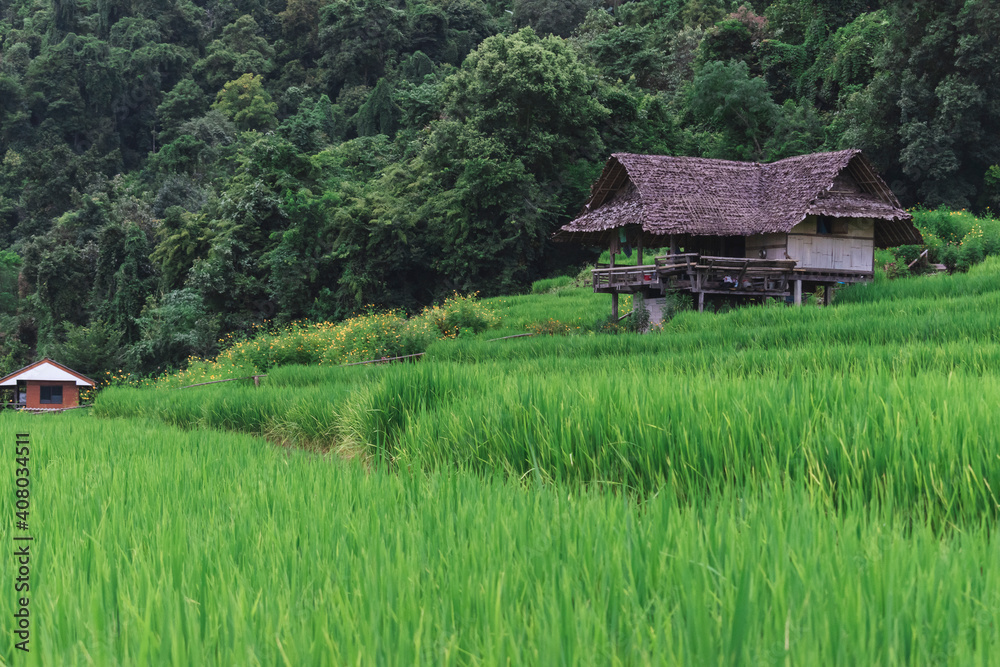 House in the rice field ,The Homestay Farm on Chiang Mai,Thailand,Asia House in the rice field ,The Homestay Farm on Chiang Mai,Thailand,Asia