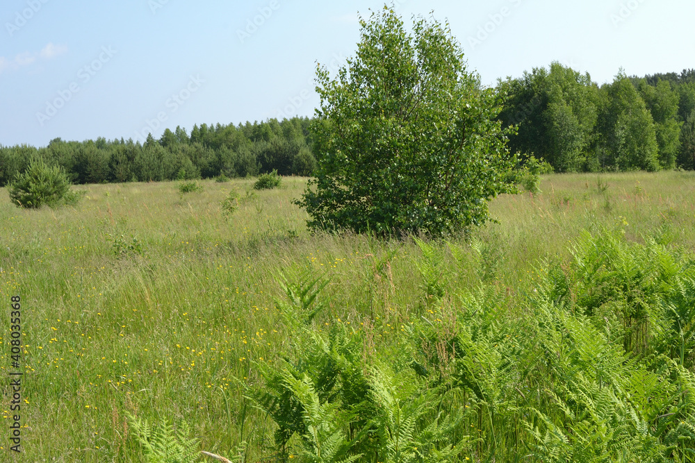 Obraz premium Green field with lush grass, young trees and forest in the background. Summer nature landscape.