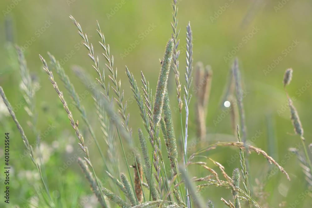 Summer background of flowering meadow plants on a natural background with soft selective focus.