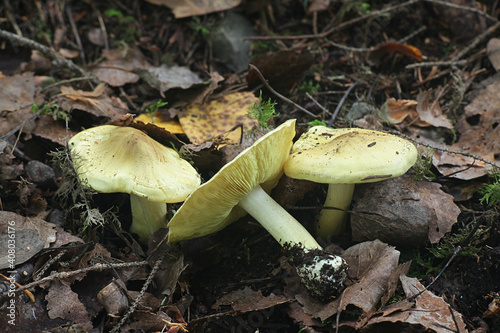 Tricholoma frondosae (Tricholoma equestre var. populinum), known as man on horseback or yellow knight, mushrooms from Finland