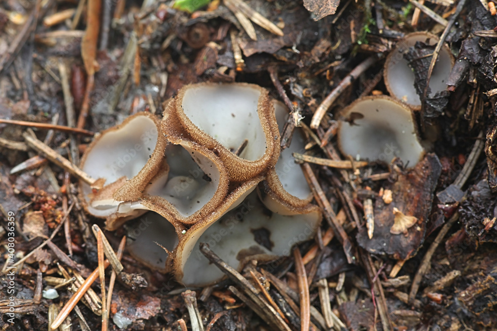Humaria hemisphaerica, known as the hairy fairy cup, the brown-haired fairy cup or glazed cup, mushrooms from Finland Humaria hemisphaerica, known as the hairy fairy cup, the brown-haired fairy cup or glazed cup, mushrooms from Finland