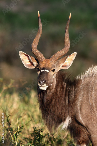 Portrait of a Nyala antelope grazing on grass residues, the nyala (Tragelaphus angasii), also called inyala.Portrait of a large male African antelope against a green background. photo