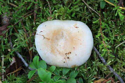 Lactarius musteus, also called Lactifluus musteus, Pine Milkcap, wild mushroom from Finland photo