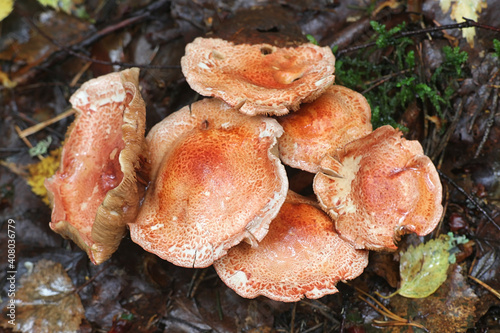 Cortinarius bolaris, known as Dappled Webcap, wild mushroom from Finland