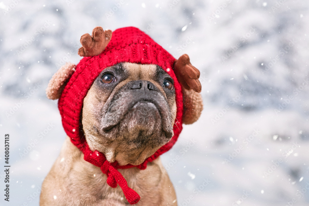 French Bulldog dog wearing red knitted hat with reindeer antlers and ears in front of blurry snow background
