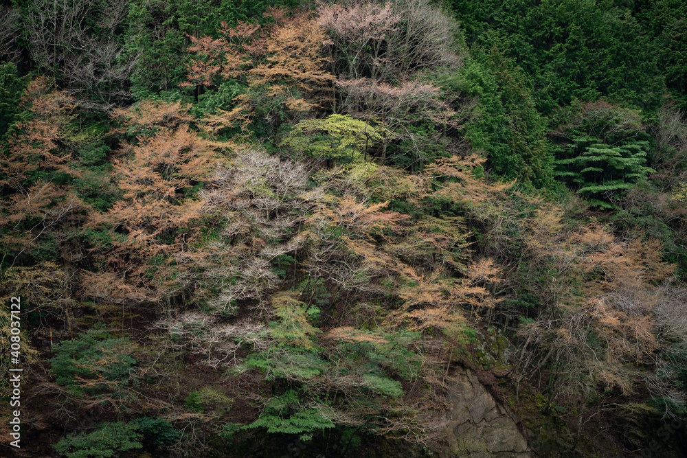 新芽が芽吹く春の山 新芽が芽吹く春の山