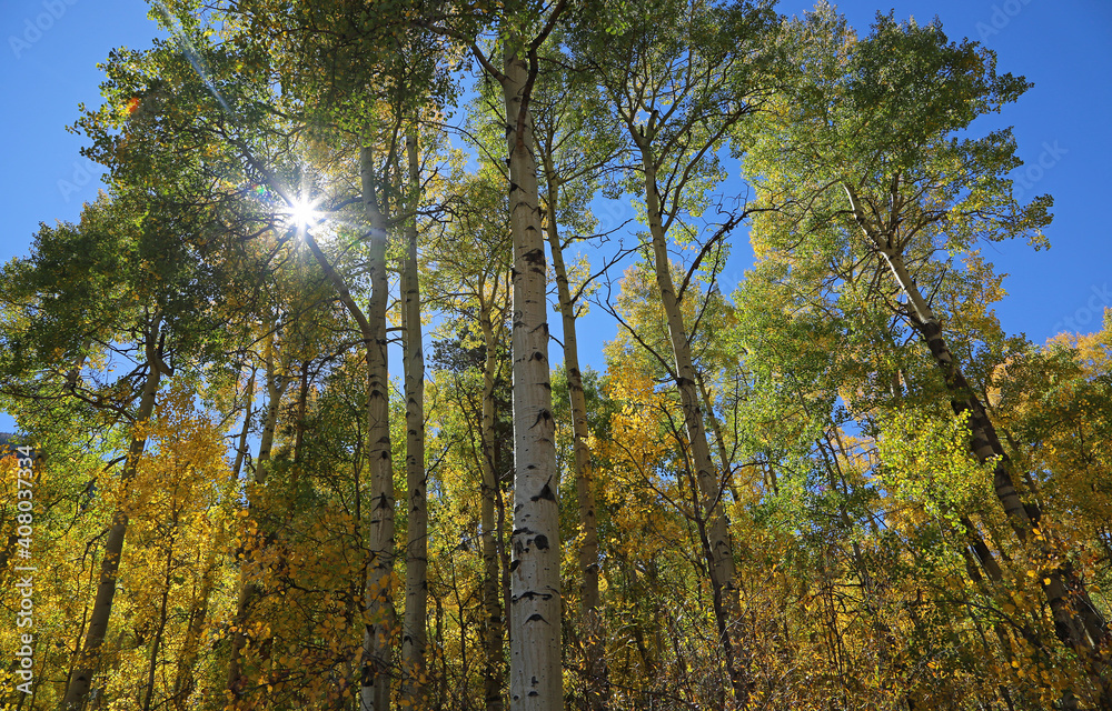 Fototapeta premium Sun light and aspen tree - Rocky Mountains, Colorado