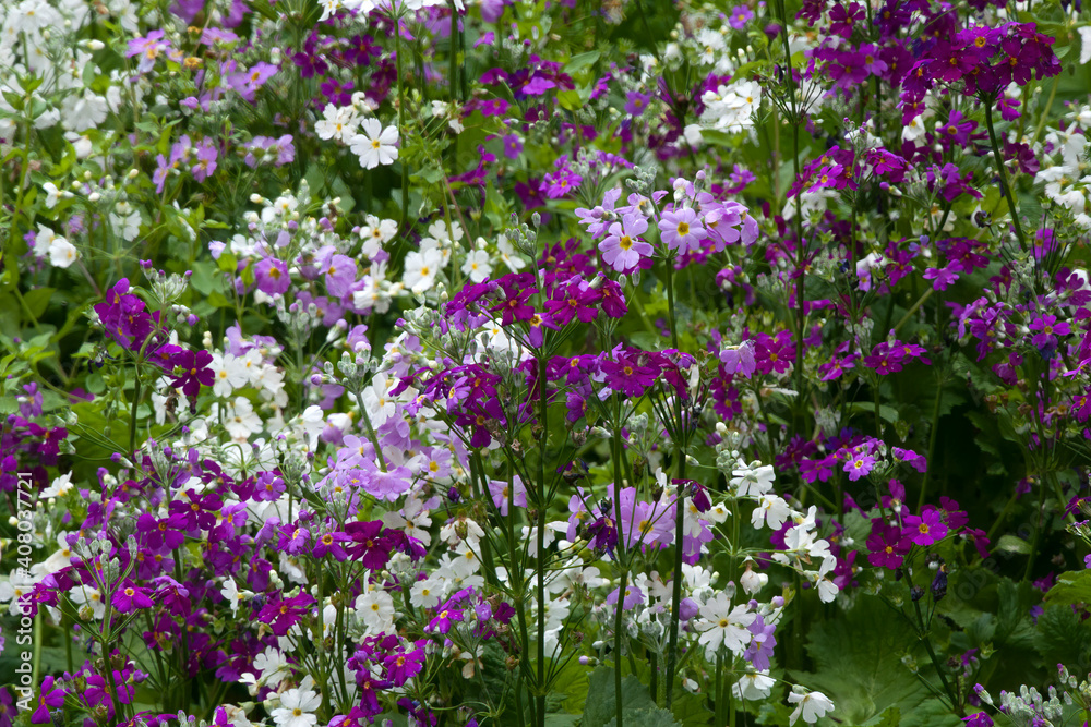 Fototapeta premium Sydney Australia, garden of white, mauve and purple primula malacoides or fairy primrose flowers