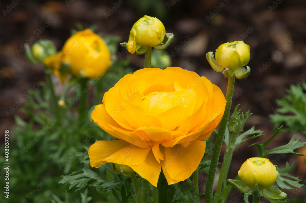 Sydney Australia, yellow ranunculus flowers in the sunshine Sydney Australia, yellow ranunculus flowers in the sunshine