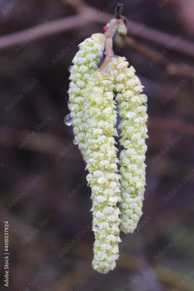 Naklejka premium buds in spring