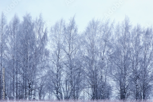 panorama winter forest landscape snow, abstract seasonal view of taiga, trees covered with snow