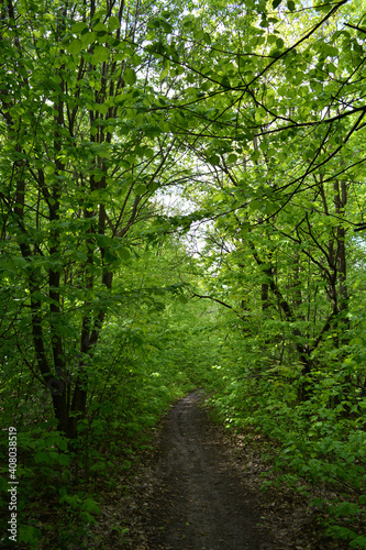 Unexplored path in lush forest with green trees in summer day.