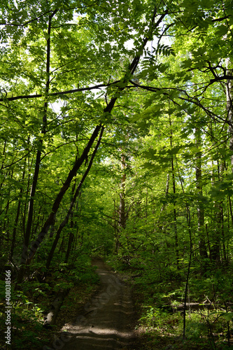 Path through lush green forest in the beginning of summer