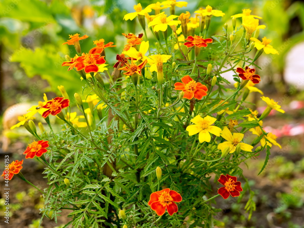 A blooming bush of orange and yellow Mexican tagetes  (Tagetes tenuifolia) in an ornamental garden in summer.