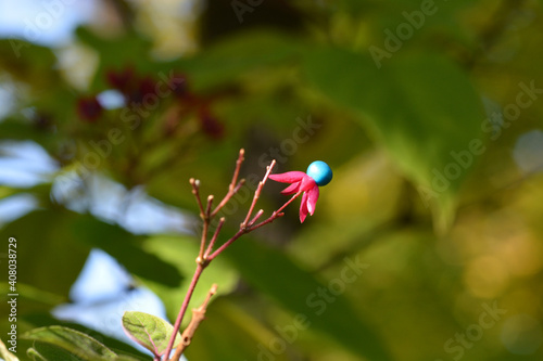 Harlequin glorybower photo